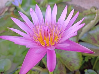 Beautiful Pink and purple lotus in the pond