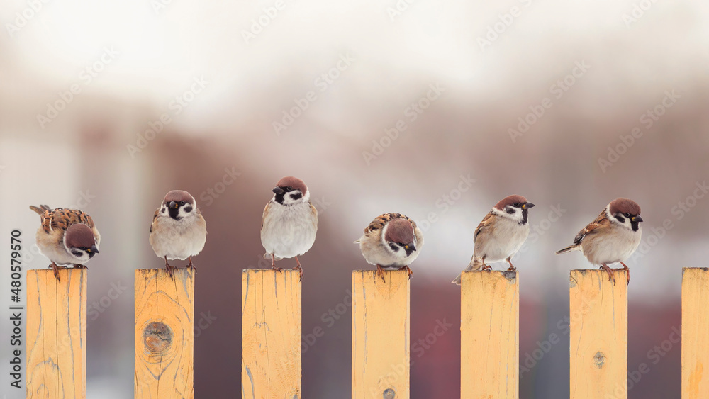 Wall mural flock of small sparrow birds are sitting on a wooden fence in the village