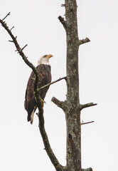 Autumn bald eagle on tree branch