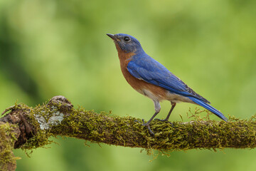Male Eastern Bluebird on branch