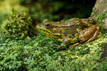 Green frog on edge of pond