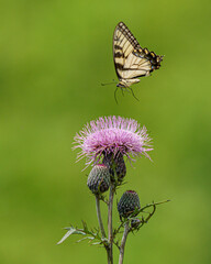 Eastern Tiger Swallowtail Butterfly approaching bull thistle flower
