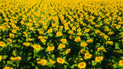 Fototapeta premium sunflower seed field top view