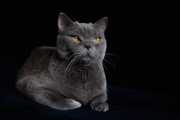 Obraz premium A gray Shorthair cat with yellow eyes looking at the camera. British shorthair cat with blue-gray fur and yellow eyes.