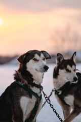 The Northern sled dog breed Alaskan Husky is chained to steak out in snow in winter before start of race. Sporting mestizos at sunset. Portrait of two gray dogs in ammunition.