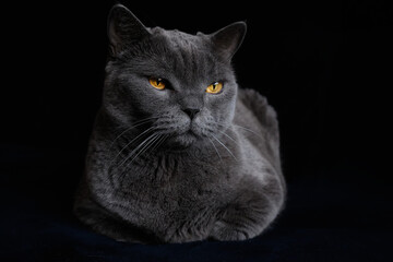 Fototapeta premium A gray Shorthair cat with yellow eyes looking at the camera. British shorthair cat with blue-gray fur and yellow eyes.