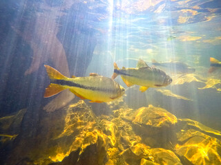 Brycon fish in waterfall river at Nobres, State of Mato Grosso, Brazil - obrazy, fototapety, plakaty