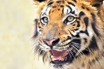 Beautiful angry face of Royal Bengal Tiger , Panthera Tigris, West Bengal, India - tinted image . It is largest cat species and endangered , only found in Sundarban mangrove forest