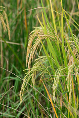 Fully grown paddy in a paddy field, green agriculture land, rural image of West Bengal, India. Paddy is the biggest agricultural product of rural India, especially in West Bengal, India.
