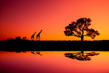 Fototapeta na wymiar beautiful sunset at serengeti national park, tanzania.afarica.