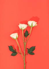 White roses flowers on a red background. Spring nature concept
