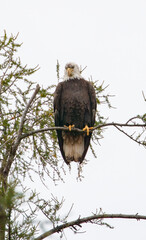 Autumn bald eagle on tree branch