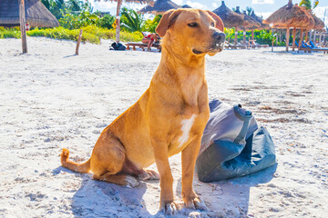 Cute brown dog guarding bag on the beach Holbox Mexico.