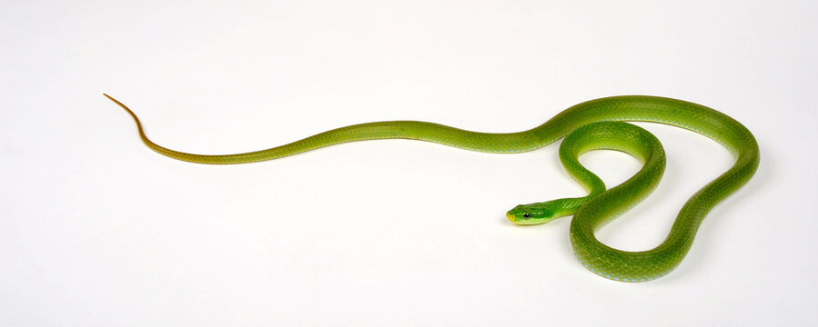 Green trinket snake, green bush rat snake // Gr&uuml;ne Strauchnatter, Gr&uuml;ne Spitzkopfnatter (Gonyosoma prasinum)