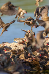 Red-billed Queleas flock at the waterhole in the Kgalagadi