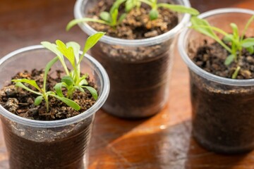 Plant young leaf spring green. garden