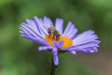 Aster alpinus or Alpine aster purple or lilac flower with a bee collecting pollen or nectar. Purple flower like a daisy in flower bed.
