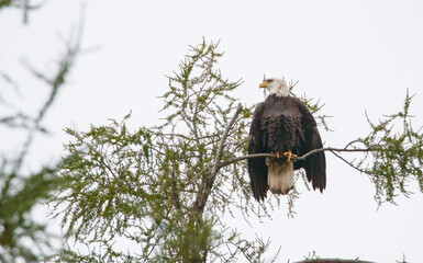 Autumn bald eagle on tree branch