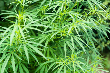 Cannabis leaves of a plant on a dark background