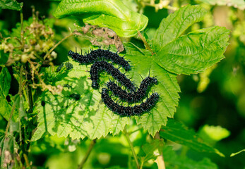 Larvae caterpillars, fairy peacock butterflies 