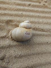 seashells on sand