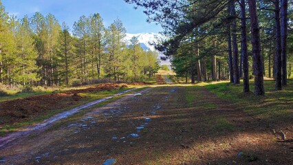 road in the woods