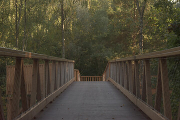bridge and forest
