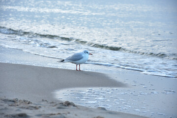 seagull on the beach