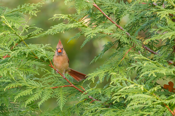 Female cardinal on cedar tree