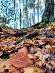 autumn in the forest