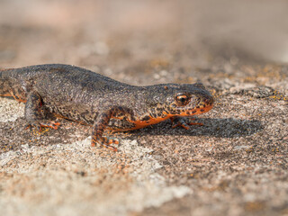 Nahaufnahme von einen Bergmolch (Ichthyosaura alpestris) der über einen Stein kriecht.