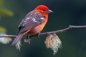 Flame-colored Tanager - obrazy, fototapety, plakaty