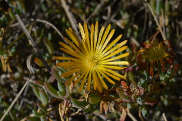 Flor amarilla de pétalos finos
