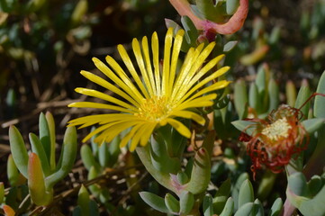 Flor amarilla de pétalos finos