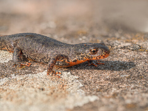 Nahaufnahme von einen Bergmolch (Ichthyosaura alpestris) der &uuml;ber einen Stein kriecht.
