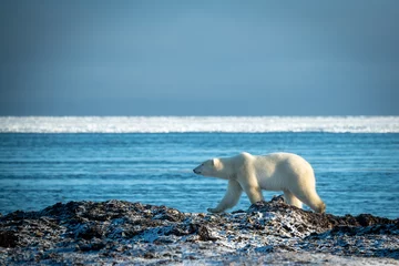 Fototapeten Polar bear lifts paw walking along shoreline © Nick Dale