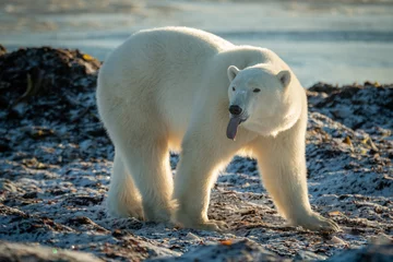Foto op Canvas Polar bear on shoreline with tongue out © Nick Dale
