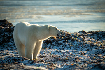 Polar bear stands on shoreline opening mouth