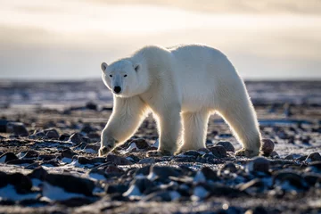 Deurstickers Polar bear walks across tundra raising paw © Nick Dale