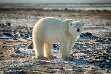 Polar bear stands on snowy tundra eyeing camera