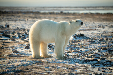 Polar bear stands on snowy tundra raising head