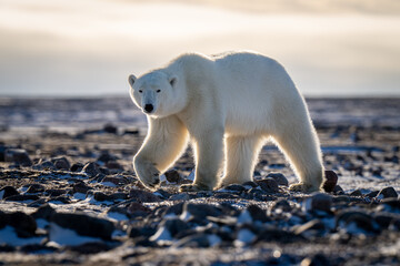 Polar bear walks across tundra eyeing camera