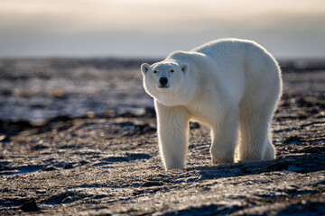 Polar bear crosses tundra staring at camera - obrazy, fototapety, plakaty