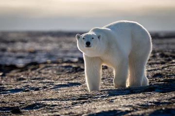 Fotobehang Polar bear crosses tundra staring at camera © Nick Dale
