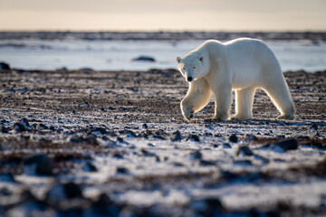 Polar bear walks across tundra in sunshine