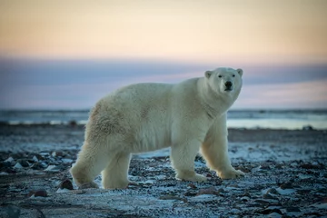 Fototapeten Polar bear stands on flat rocky tundra © Nick Dale