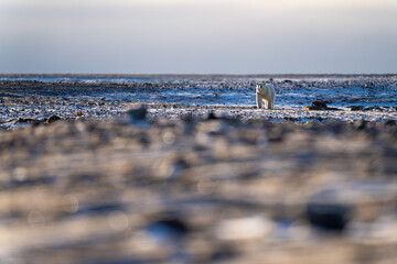 Polar bear stands on tundra watching camera