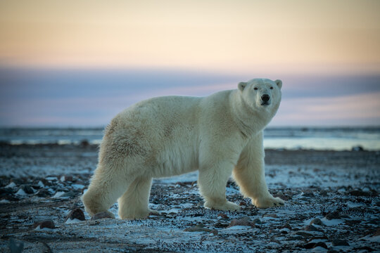 Polar bear stands on flat rocky tundra
