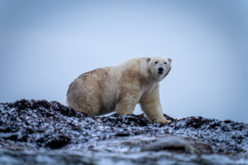 Polar bear walks across kelp eyeing camera
