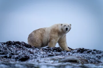 Foto op Plexiglas Polar bear walks across kelp eyeing camera © Nick Dale